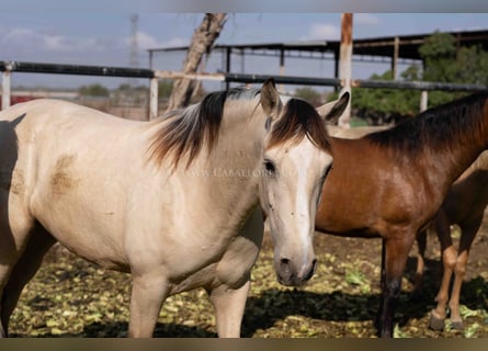PRE, Merrie, 3 Jaar, 154 cm, Falbe