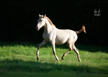 PRE Mix, Merrie, 3 Jaar, 155 cm, Champagne