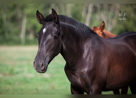 PRE Mix, Merrie, 3 Jaar, 155 cm, Zwart