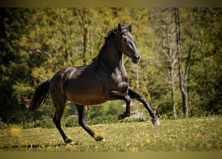 PRE Mix, Merrie, 3 Jaar, 155 cm, Zwart