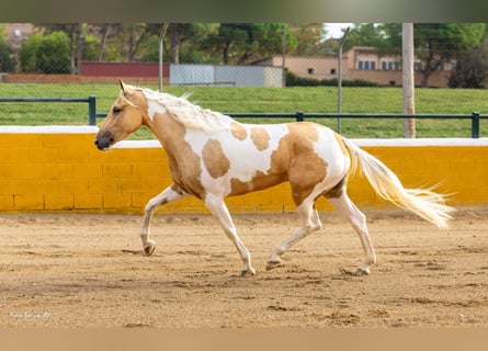 PRE Mix, Merrie, 3 Jaar, 157 cm, Gevlekt-paard