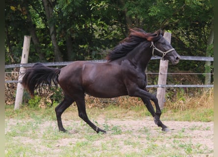 PRE, Merrie, 3 Jaar, 157 cm, Zwart