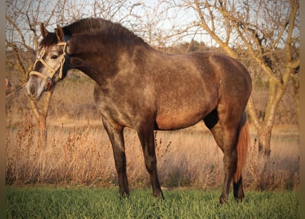 PRE Mix, Merrie, 3 Jaar, 158 cm, Blauwschimmel