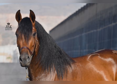 PRE, Merrie, 3 Jaar, 158 cm, Bruin