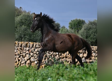 PRE, Merrie, 3 Jaar, 158 cm, Zwart