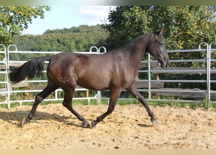 PRE Mix, Merrie, 3 Jaar, 162 cm, Zwart