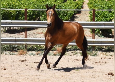 PRE, Merrie, 3 Jaar, 163 cm