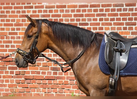 PRE, Merrie, 3 Jaar, 164 cm, Bruin