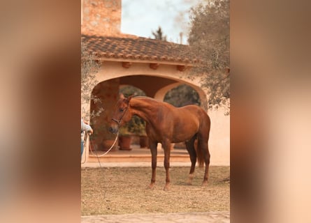 PRE, Merrie, 3 Jaar, 165 cm, Vos