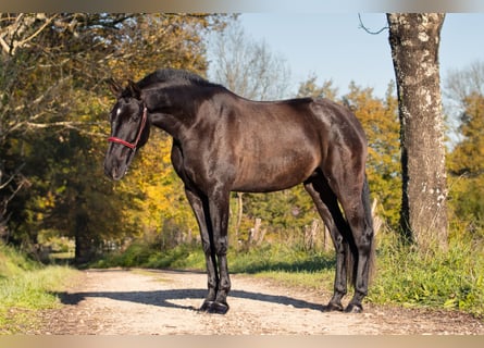 PRE Mix, Merrie, 3 Jaar, 165 cm, Zwart