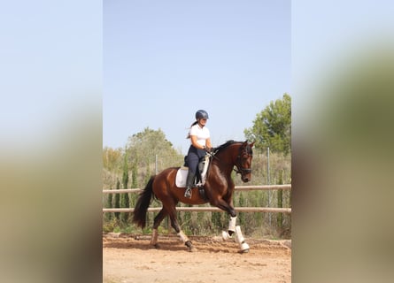 PRE, Merrie, 3 Jaar, 168 cm, Bruin