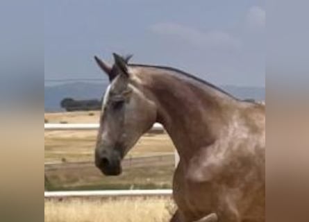 PRE, Merrie, 3 Jaar, 175 cm, Vliegenschimmel