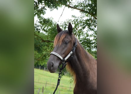 PRE Mix, Merrie, 3 Jaar, Zwart