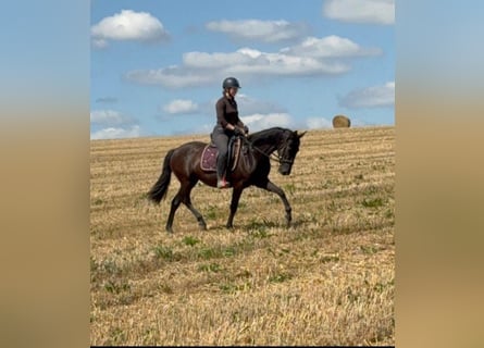 PRE, Merrie, 4 Jaar, 153 cm, Zwart