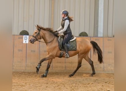 PRE Mix, Merrie, 4 Jaar, 154 cm, Falbe