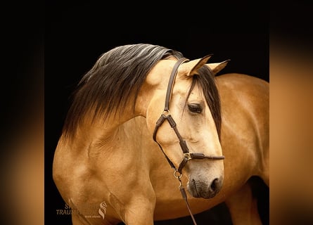 PRE Mix, Merrie, 4 Jaar, 154 cm, Falbe