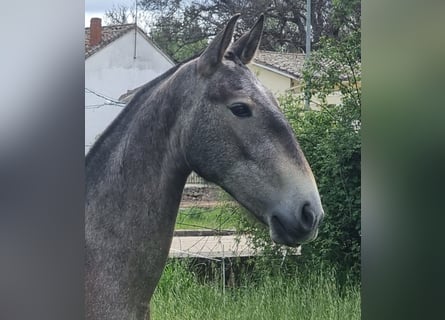PRE Mix, Merrie, 4 Jaar, 157 cm, Schimmel