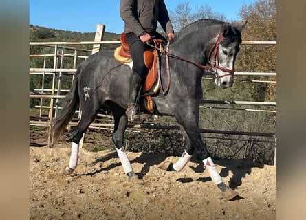 PRE Mix, Merrie, 4 Jaar, 158 cm, Appelschimmel