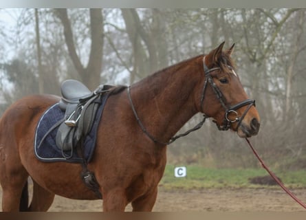 PRE Mix, Merrie, 4 Jaar, 158 cm, Bruin