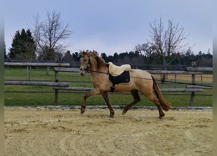 PRE, Merrie, 4 Jaar, 159 cm, Pearl