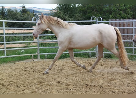 PRE Mix, Merrie, 4 Jaar, 159 cm, Perlino