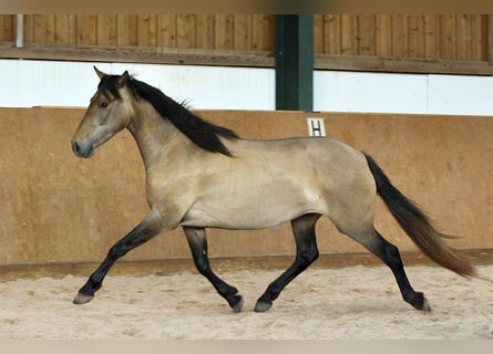 PRE Mix, Merrie, 4 Jaar, 159 cm, Schimmel
