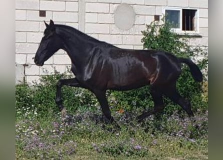 PRE Mix, Merrie, 4 Jaar, 160 cm, Zwart