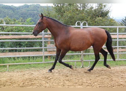 PRE Mix, Merrie, 4 Jaar, 161 cm, Bruin