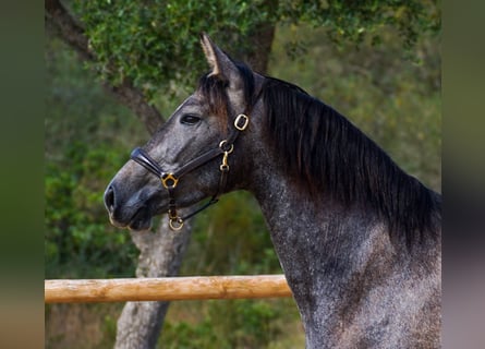 PRE, Merrie, 4 Jaar, 162 cm, Schimmel