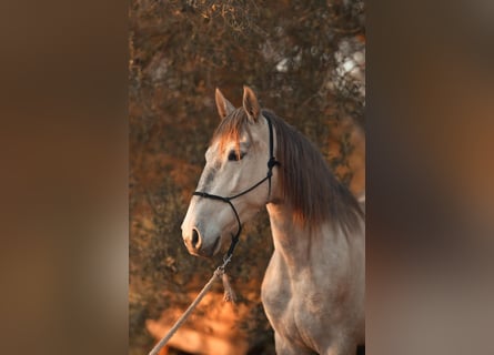 PRE, Merrie, 4 Jaar, 162 cm, Schimmel