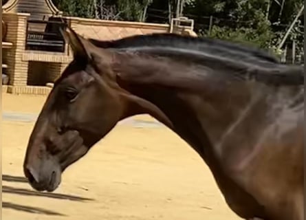 PRE, Merrie, 4 Jaar, 163 cm, Donkerbruin