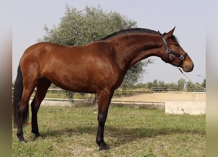 PRE Mix, Merrie, 4 Jaar, 163 cm, Roodbruin