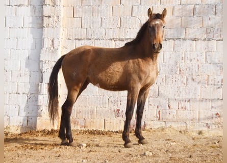 PRE, Merrie, 4 Jaar, 163 cm, Schimmel