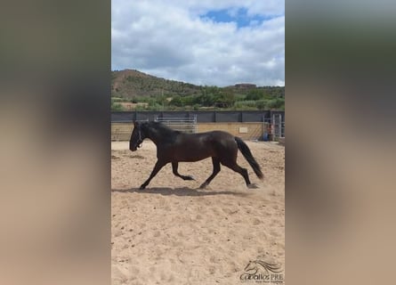 PRE, Merrie, 4 Jaar, 163 cm, Zwart