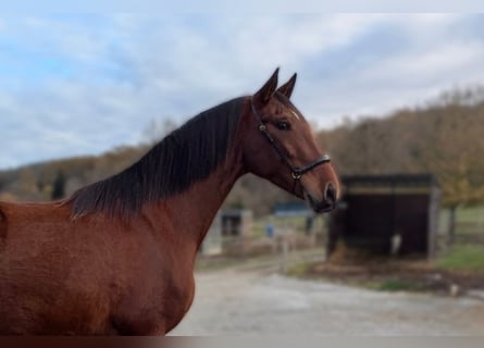PRE Mix, Merrie, 4 Jaar, 165 cm