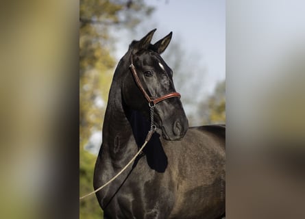 PRE Mix, Merrie, 4 Jaar, 165 cm, Zwart