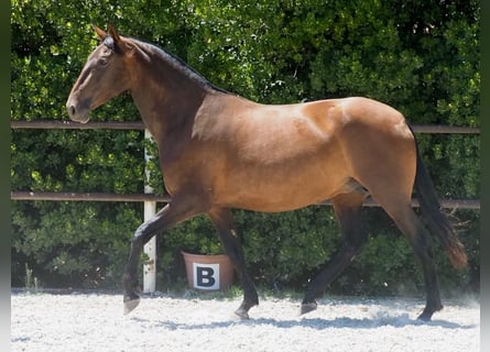 PRE Mix, Merrie, 4 Jaar, 166 cm, Roodbruin