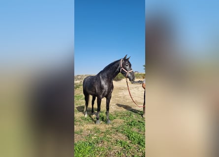 PRE, Merrie, 4 Jaar, 166 cm, Schimmel