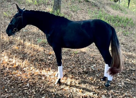 PRE Mix, Merrie, 4 Jaar, 167 cm, Schimmel