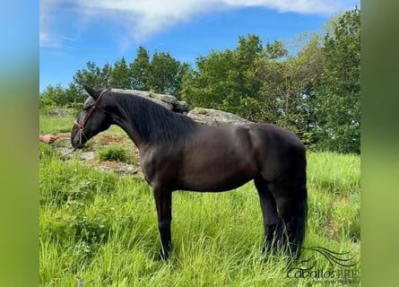 PRE, Merrie, 4 Jaar, 168 cm, Zwart