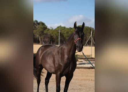 PRE Mix, Merrie, 4 Jaar, 168 cm, Zwart