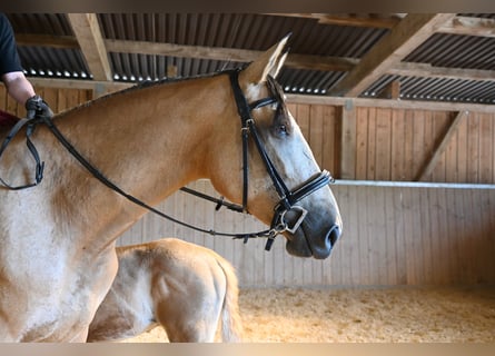 PRE, Merrie, 4 Jaar, 169 cm, Buckskin
