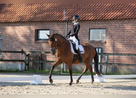 PRE, Merrie, 4 Jaar, 171 cm, Bruin