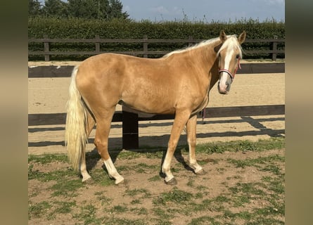 PRE Mix, Merrie, 4 Jaar, Palomino