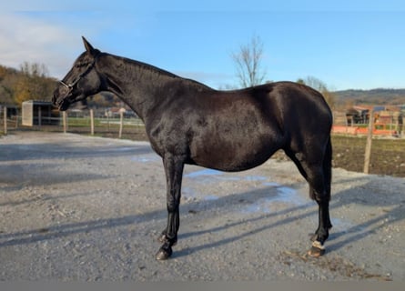 PRE, Merrie, 4 Jaar, Zwart