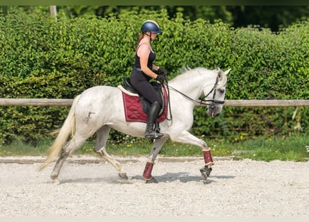 PRE, Merrie, 5 Jaar, 154 cm, Schimmel