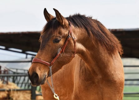 PRE, Merrie, 5 Jaar, 156 cm, Falbe