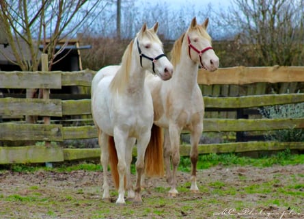 PRE, Merrie, 5 Jaar, 158 cm, Pearl