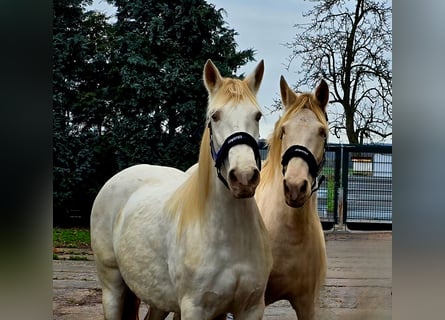 PRE, Merrie, 5 Jaar, 158 cm, Pearl