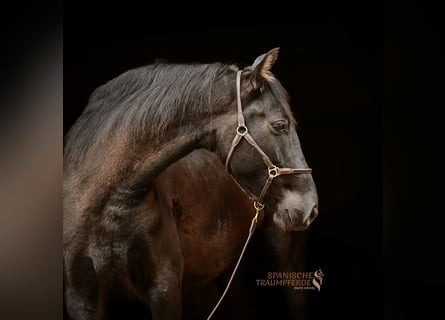 PRE Mix, Merrie, 5 Jaar, 159 cm, Zwart